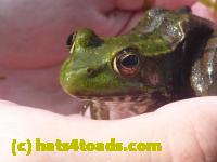 /home//u458753944/public_html/sourcegallery//Frogs/Mixed frogs/P1070618.JPG